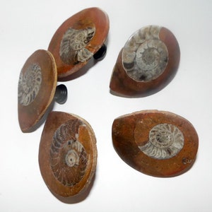 Large Button Ammonites Fossil Drawer Pulls Hardware Knobs Cabinet Pulls Chrome Brass Copper Bronze Antique Brass Screws Included