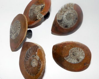 Large Button Ammonites Fossil Drawer Pulls Hardware Knobs Cabinet Pulls Chrome Brass Copper Bronze Antique Brass Screws Included