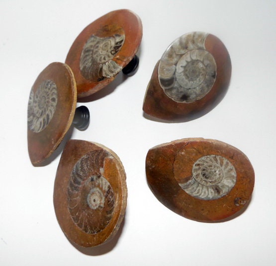 Large Button Ammonites Fossil Drawer Pulls Hardware Knobs
