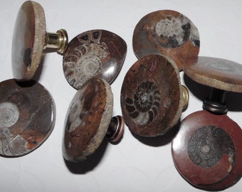Ammonites Fossil Drawer Pulls Hardware Knobs Cabinet Pulls Chrome