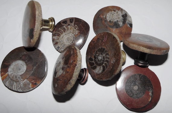 Ammonites Fossil Drawer Pulls Hardware Knobs Cabinet Pulls Chrome