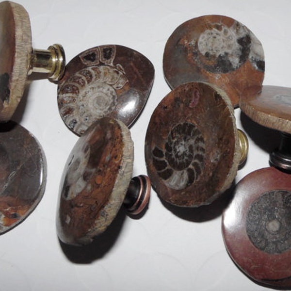 Ammonites Fossil Drawer Pulls Hardware Knobs Cabinet Pulls Chrome