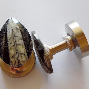 May include: A pair of cufflinks with a unique design. Each cufflink features a teardrop-shaped, fossilized stone with a black and white pattern, set in a gold-colored metal base. The connecting bar is also gold-colored.