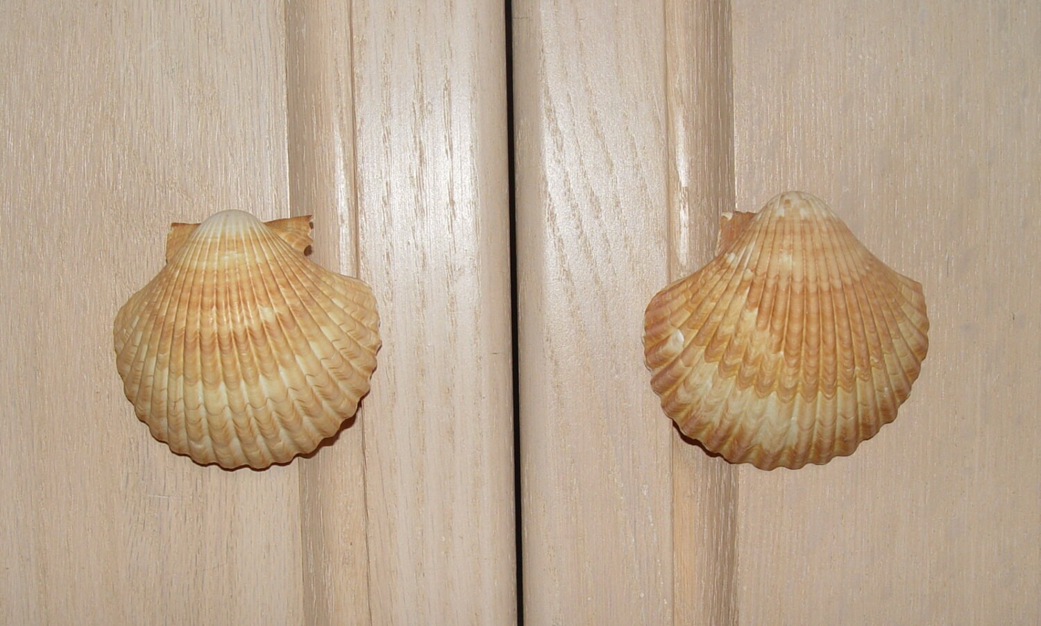 Custom Sea Shell Drawer Pulls Knobs