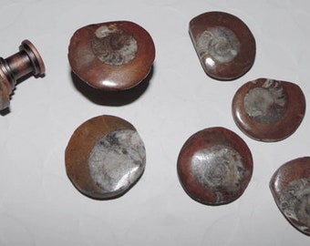 Small Ammonite Fossil Drawer Pulls Hardware Knobs Cabinet Pulls Small