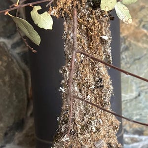 May include: A hanging bird nest constructed from dried plant fibers, moss, and lichen, featuring a small circular entrance hole at the top. The structure is elongated and tapered, attached to thin brown twigs with several small green leaves.