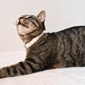 以下が含まれることがあります： 茶色と黒の縞模様のタビーキャットで、白い鼻口部を持ち、銀色の金属製バックルが付いた無地の白い首輪を着用しています。猫は頭を傾けて上を見上げており、横顔からひげと耳が見えています。