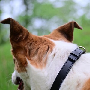 May include: Close-up of a dog's head, showcasing brown and white fur and erect, pointed ears. A black leather collar with a silver metal ring is visible. The background is a blurred green.