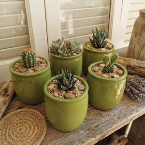 Peut inclure: Cinq petits pots en céramique vert olive brillant, contenant chacun une plante succulente ou un cactus différent. Les plantes sont nichées dans des cailloux décoratifs clairs. Les pots sont disposés sur une surface en bois vieilli avec un dessous de verre en jute.