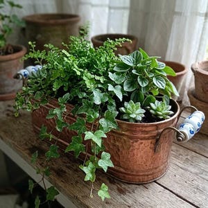 Może przedstawiać: Miedziana prostokątna donica wypełniona różnymi zielonymi roślinami, w tym bluszczem. Donica ma dekoracyjne uchwyty z niebiesko-białymi ceramicznymi detalami. Stoi na zwietrzałej drewnianej powierzchni.