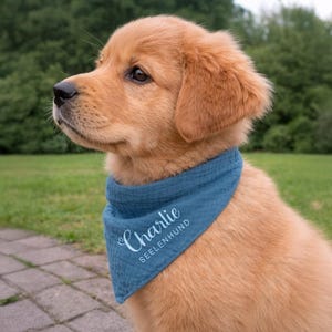 May include: A young golden retriever with a blue bandana featuring the name "Charlie" and the word "SEELENHUND". The dog is outdoors, with a green background of grass and trees, and a brick patio.
