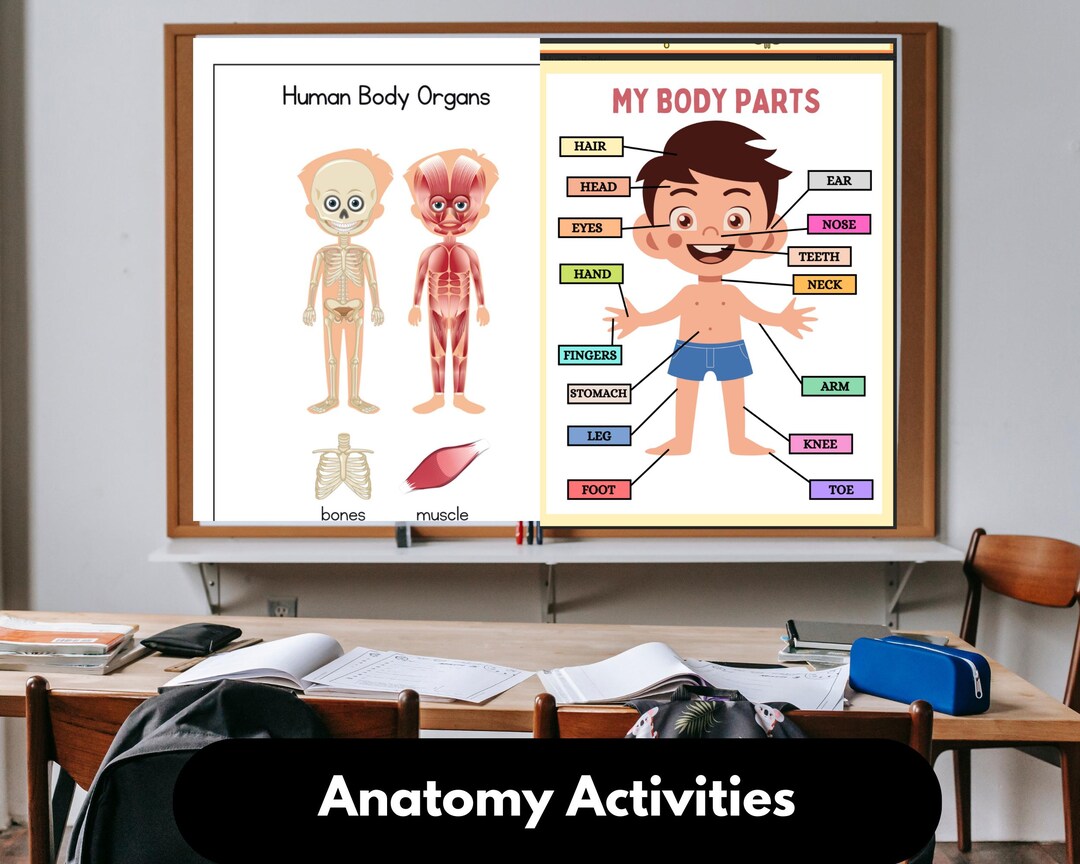 ANATOMY TEACHING RESOURCES - Etsy