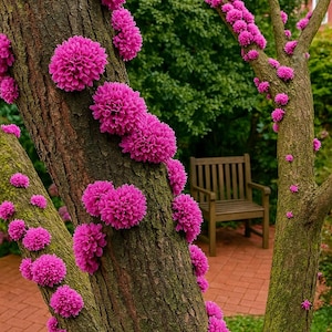 20 Judas Tree Seeds (Cercis siliquastrum) – Mediterranean Redbud | Fast-Growing & Cold Hardy – Zone 4+