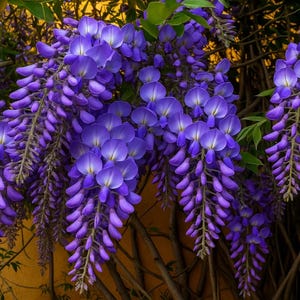 5 Blue Wisteria sinensis Seeds – Hardy Climbing Vine - Chinese Wisteria Seeds