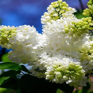 25 Japanese White Lilac Tree Seeds – Cold Hardy Flowering Plant