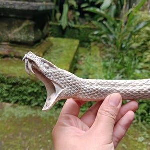 May include: A detailed sculpture of a snake's head and body, with its mouth open, revealing sharp teeth. The snake is a light beige color, with textured scales. The background is a blurred view of greenery and stone.