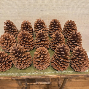 Long Leaf Pine Cones 4" - 7" - set of 12. Christmas Decor Wreaths Mantle - Rustic Wedding