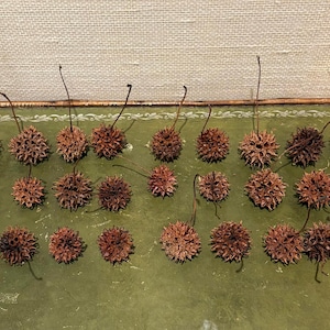 May include: Arrangement of brown, spiky seed pods with long stems, displayed on a green surface within a decorative frame. The pods are various sizes and shapes, creating a natural, textured display. The background is a neutral, textured fabric.