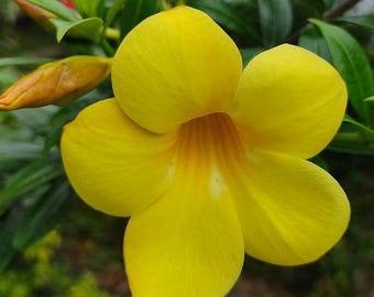 Bellissima Mandevilla Sanderi, gialla, 100 semi