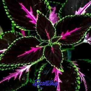 May include: Close-up of a Coleus plant with dark burgundy leaves, accented with vibrant pink veins and edged with bright green. The plant's leaves have a serrated edge, creating a textured appearance. The image has a dark background.