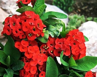 Euphorbia Milii Cactus: Crown of Thorns, Colorful Succulent
