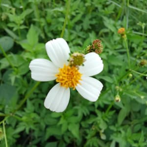 Bidens Ferulifolia Golden Eye Flower, Aghi spagnoli, 50 semi