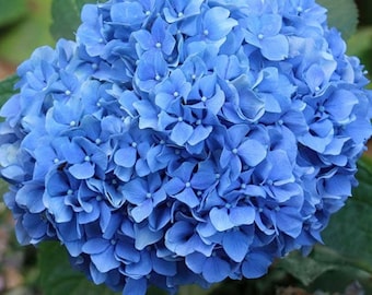 50 Blue Hydrangea Seeds, Hydrangea Macrophylla Seeds, Bigleaf Hydrangea Flower Seeds, Garden Flower Seeds, Ornamental Plant Seeds