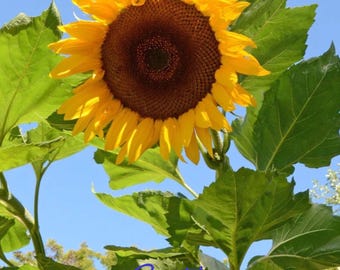 May include: A vibrant sunflower with bright yellow petals and a dark brown center. The large flower is surrounded by green leaves and stems, set against a clear blue sky. The image includes the text "Azartshop" in the bottom corner.