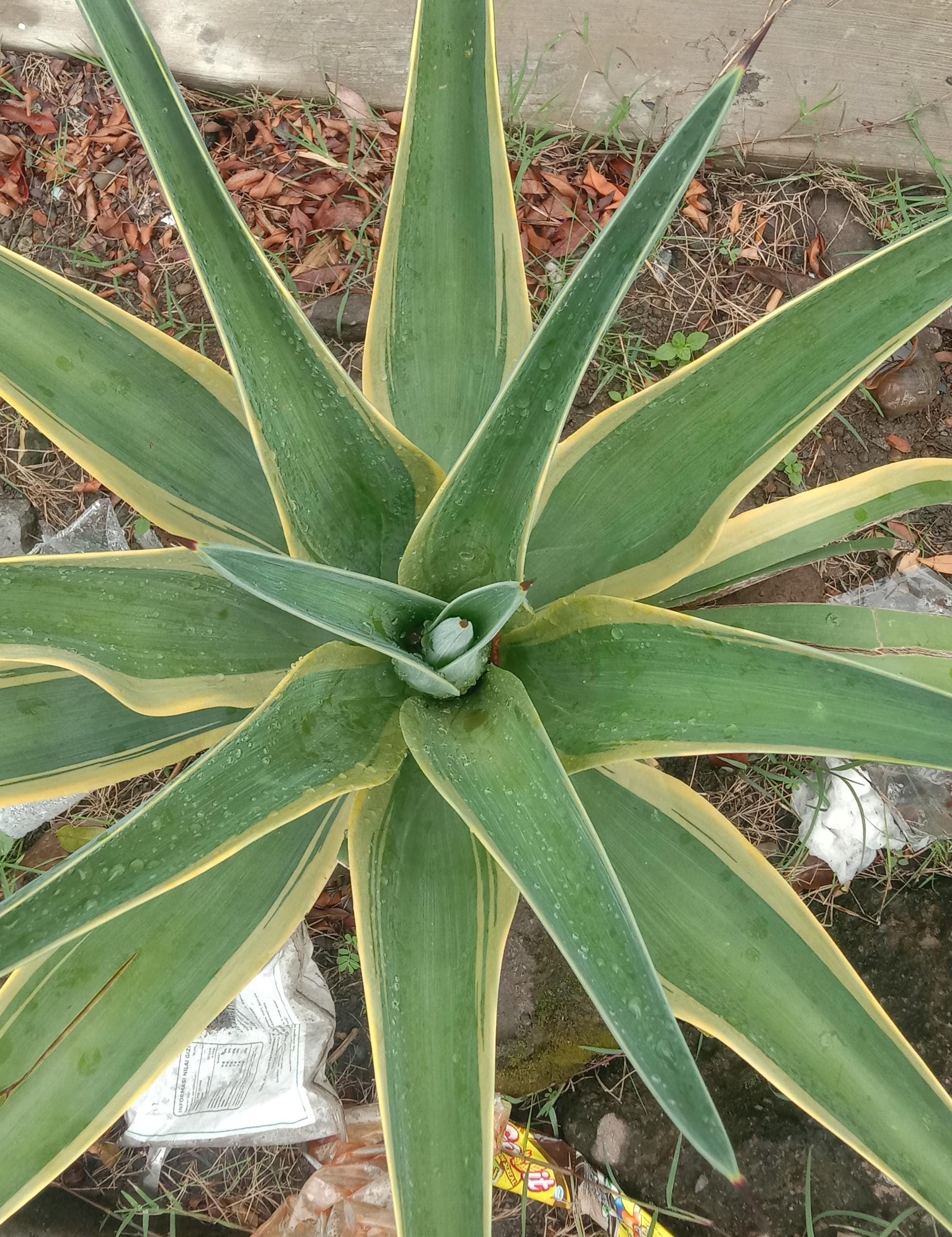 Agave Americana, Commonly Known As The Century Plant, Maguey, Or