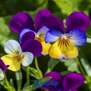 May include: Close-up of vibrant pansy flowers. The petals display a mix of colors, including deep purple, bright yellow, and soft blue. The flowers have a delicate, layered appearance, with intricate patterns in the center. The image is set against a blurred green background.