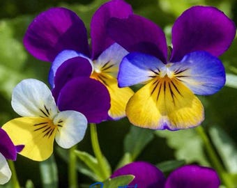 500+ Johnny Jump Up Seeds (Viola Tricolor) – Heirloom Flower Seeds – Hardy, Colorful Wild Pansy – Easy to Grow Garden & Container Flowers