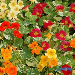 May include: A vibrant close-up of nasturtium flowers in full bloom. The image showcases a variety of colors, including red, orange, yellow, and pink, set against a backdrop of green and white variegated leaves. The flowers have a trumpet-like shape.