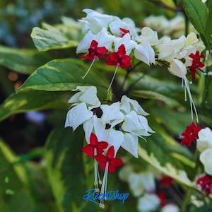 Clerodendrum Thomsonae Seeds – Bleeding Heart Vine Flower | Rare Tropical Climbing Plant | Red & White Flowers