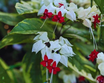 Clerodendrum Thomsonae Samen - Tränendes Herz Rankenblume | Seltene Tropische Kletterpflanze | Rote & weiße Blumen
