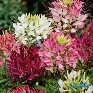 Puede incluir: Primer plano de un grupo de flores de Cleome en varios tonos de rosa, blanco y burdeos. Las flores tienen estambres delicados y con forma de araña y están rodeadas de follaje verde. La imagen está bien iluminada, mostrando los colores y texturas vibrantes de las flores.