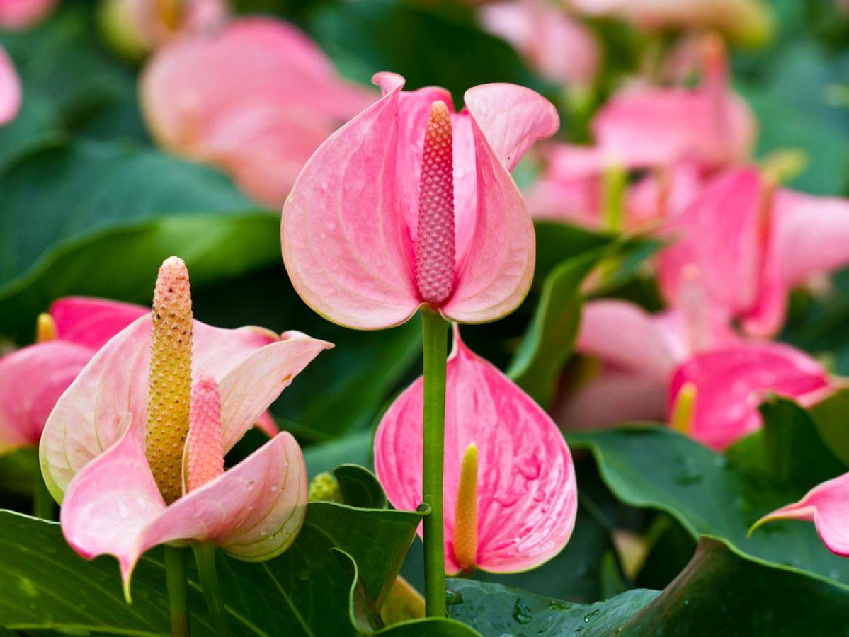 Anthurium seeds - Etsy 日本