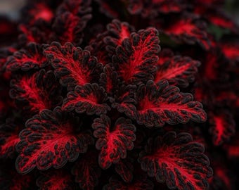 Coleus Black Dragon Seeds Rare Dark Foliage, 25Seeds