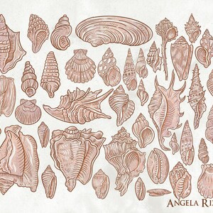 May include: A collection of 40 hand-drawn illustrations of seashells in various shapes and sizes. The shells are drawn in shades of pink and brown on a white background. The artist's signature, "Angela Rizza", is at the bottom of the image.