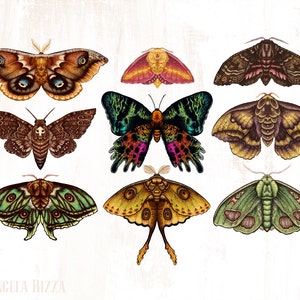 Moths Wings 8x10&quot; Metallic Print