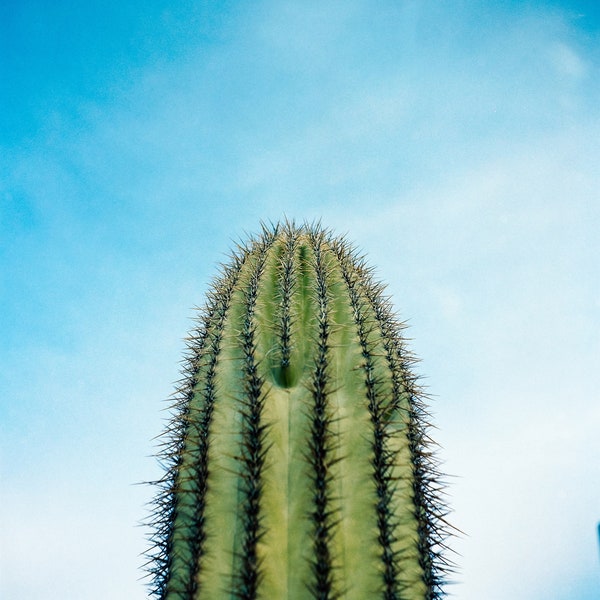 Saguaro Cactus Fine Art Print - Arizona Cactus Photo from Organ Pipe National Monument