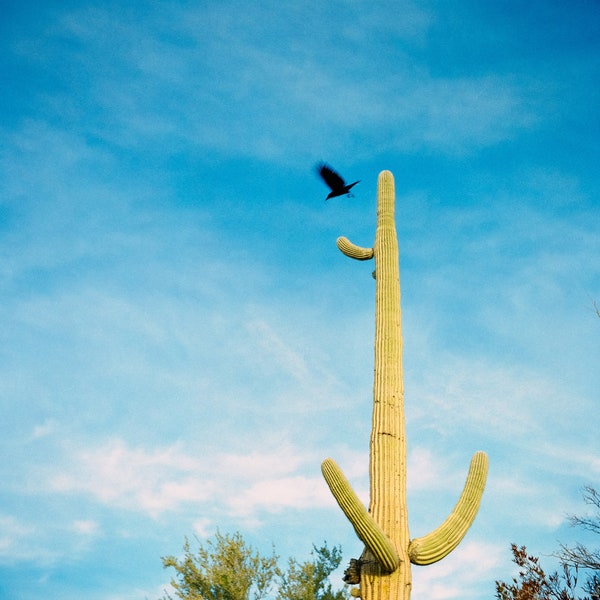 Saguaro Cactus and Crow Fine Art Print - Arizona Cactus Photography from Organ Pipe National Monument