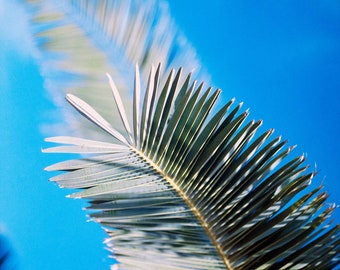 Palm Leaf Fine Art Print - Palm Leaf Closeup Photo Print