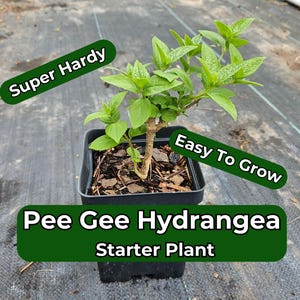Pee Gee Hydrangea Starter Plant - Grow Your Own Hydrangeas and Save! - Quart Pot, Hardy Hydrangea Tree Form, Quick Growing, Zones 3-8
