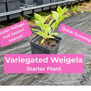 May include: A potted Variegated Weigela starter plant with bicolor foliage. The plant has green and yellow leaves and is labeled as quick growing. The image also includes text that says "Full Season Interest."
