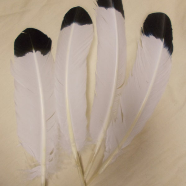 Eagle Feather- Painted Turkey Feather, 4 pieces