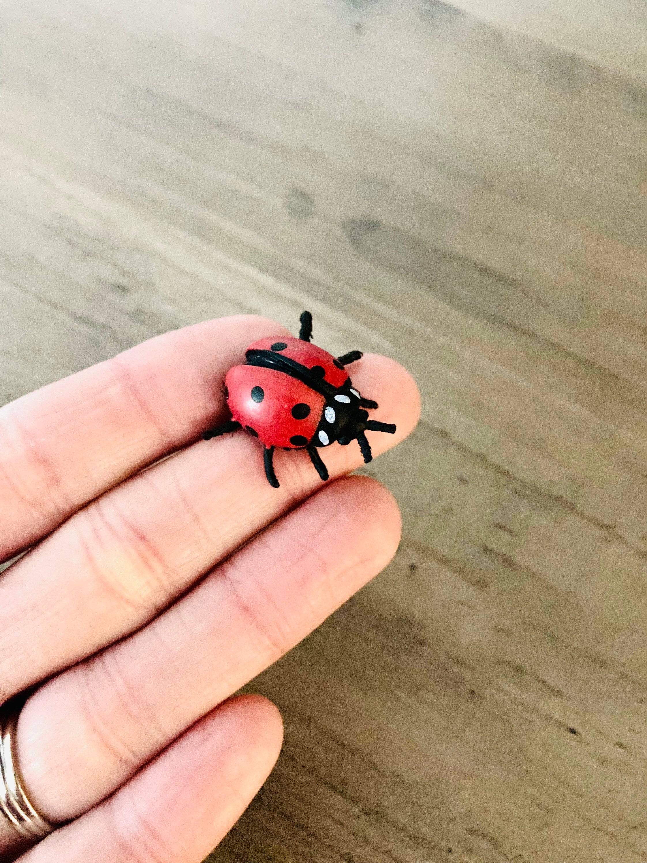 Micro Mini Ladybug / Miniature Insect Red Beetle Bug Fairy Garden ...