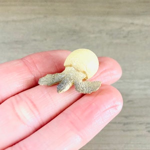 Miniature Hatching Baby Turtle / Micro Mini Turtle Terrarium Diorama Crafting