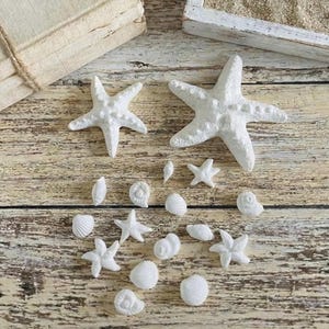Könnte beinhalten: Eine Ansammlung weißer Seesterne und Muscheln, angeordnet auf einer hellen Holzoberfläche. Die Auswahl umfasst Seesterne in verschiedenen Größen und Formen sowie verschiedene Arten von Muscheln, die ein Küstenmotiv bilden.