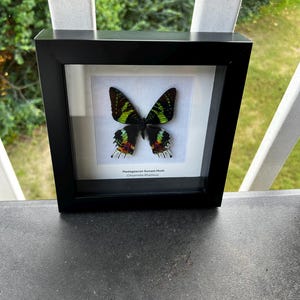 Madagascan Sunset Moth