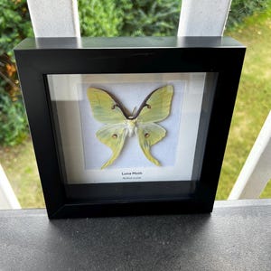 North American Luna Moth